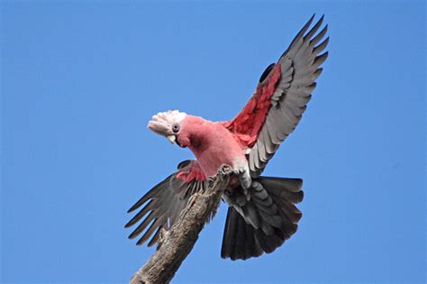 Galah With Wings Spread Stock Photo - Download Image Now - Galah Bird, 2015, Agriculture - iStock