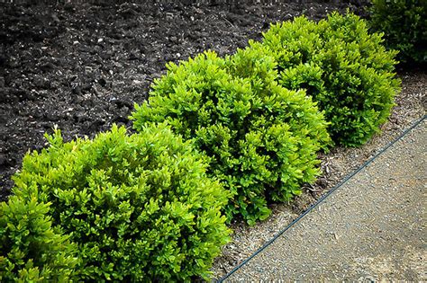 Green Velvet Boxwood | Green velvet boxwood, Plants, Landscaping with rocks