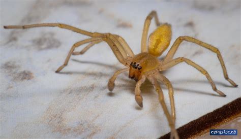 Yellow sac spider bonus shot - Ottawa, Canada : r/spiders