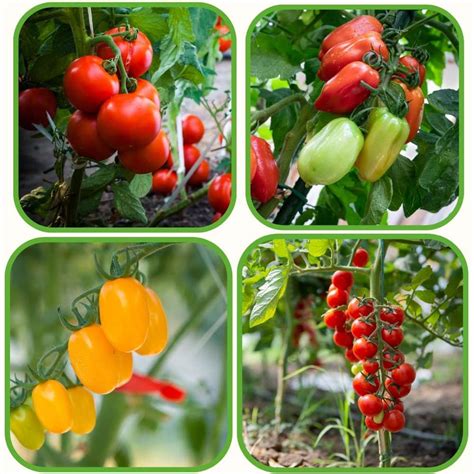 Buy 4 Popular Varieties of Tomato Seeds Combo Pack