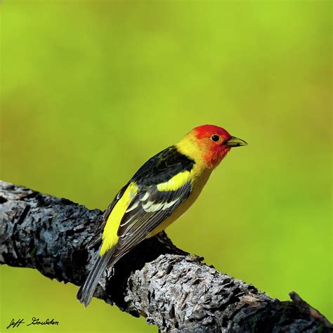 Western Tanager Photograph by Jeff Goulden - Fine Art America