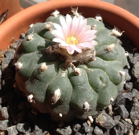 Vancouver Seed Bank: 3 Magic Peyote Cactus need new homes!