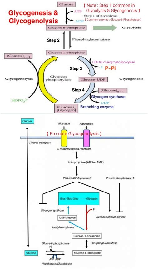 25 best Biochemistry Cycles images on Pinterest | Biochemistry, Allosteric regulation and ...