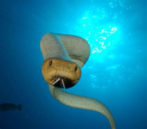 Olive Sea Snake Facts and Pictures | Reptile Fact