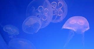 Scyphozoa Facts, LifeCycle, Species, Diet