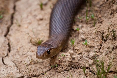 dugite snake (pseudonaja affinis) - MartyBugs Photo Galleries