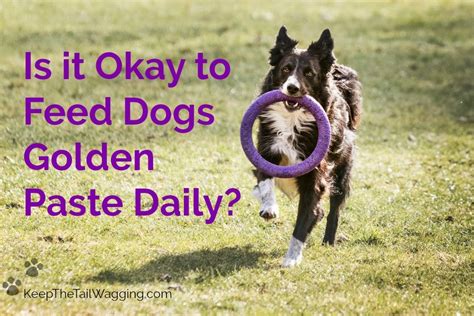 Is it Okay to Feed Dogs Golden Paste Daily? | Keep the Tail Wagging | Raw Feeder Life