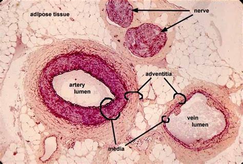 Arteries Histology