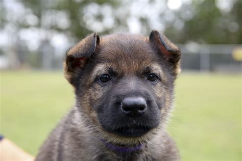 Queenslanders to name seven police puppies - Dog Squad