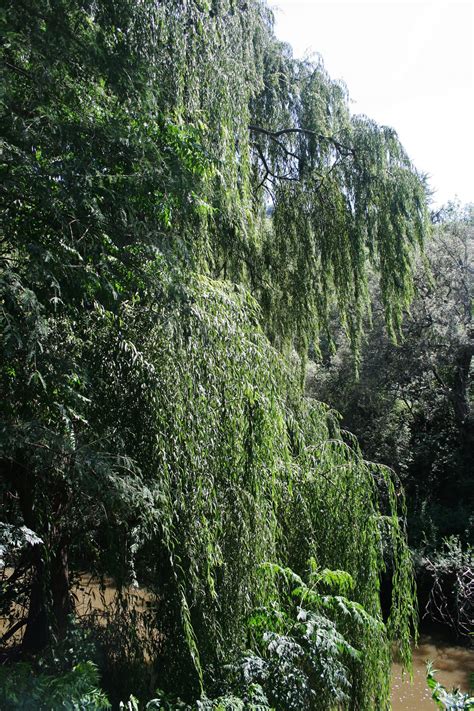 Willow Tree Over River Free Stock Photo - Public Domain Pictures