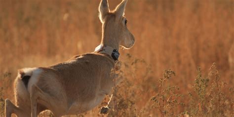 About the Conservation Ecology Center | Smithsonian's National Zoo and ...