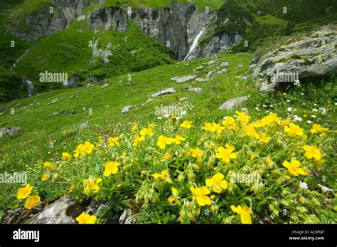 Wild flowers in the Swiss Alps, Above Bargis, near Flims Stock Photo - Alamy