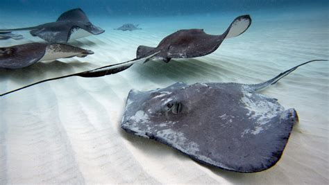 Stingrays Costambar Beach Puerto Plata Dominican Republic