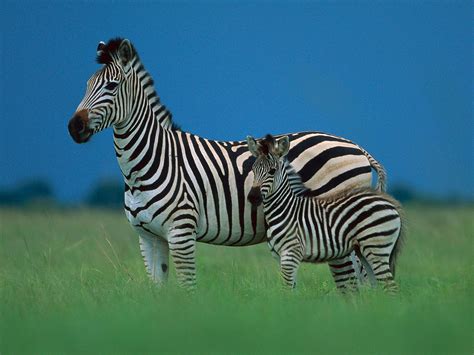 Zebra Desktop Backgrounds - WallpaperSafari