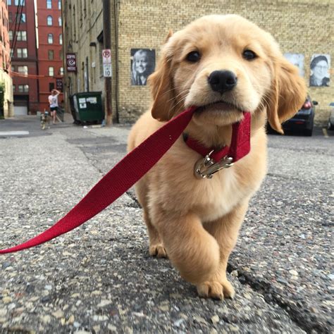 10 Best Golden Retriever Names