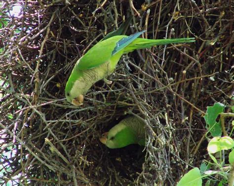 Monk Parakeets | Focusing on Wildlife