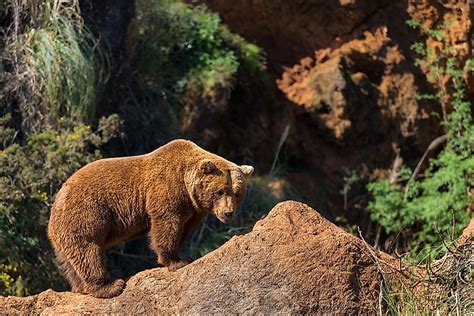 Animals Native to Spain - WorldAtlas