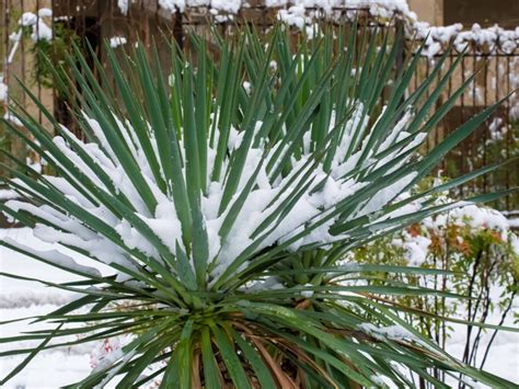 Damage To Yucca Plants In Cold Weather