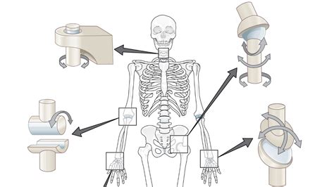 Types of Synovial Joints: Anatomy & Examples