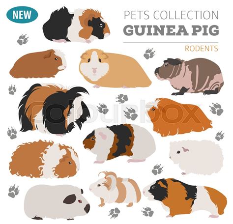 Guinea Pig breeds icon set flat style ... | Stock Vector | Colourbox