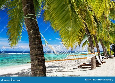 Hammock between Palm Trees on Tropical Beach Stock Image - Image of ...