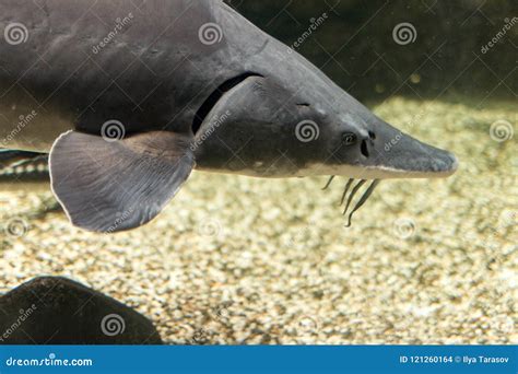 Exotic fish in aquarium. stock photo. Image of blue - 121260164