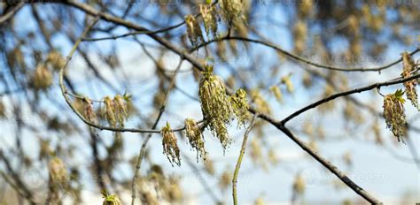 flowering maple tree 9488232 Stock Photo at Vecteezy