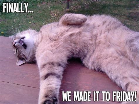 13 Animal Memes That Will Make You Say TGIF | Friday cat, Its friday quotes, Funny animals