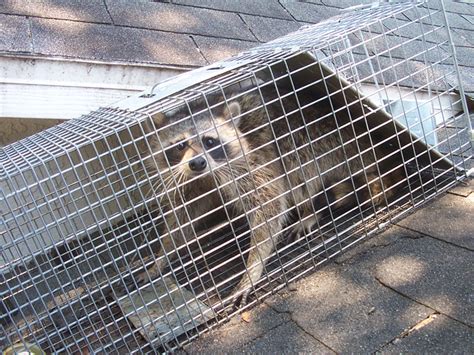 Raccoon Cage Trap