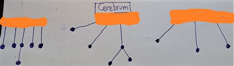 Cerebrum Flow Chart Diagram | Quizlet