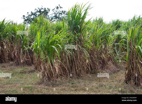 Elephant Grass or Pennesetum Purpureum is growing in North Central ...