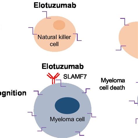 Published elotuzumab clinical trials | Download Scientific Diagram