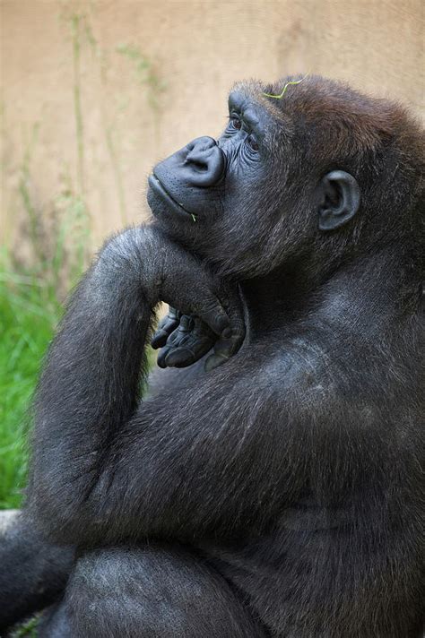 A Gorilla Sits In A Thinking Position by Michael Interisano / Design Pics