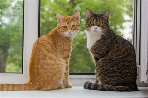 11 Fascinating Facts About Tabby Cats (2024 Update) - Catster