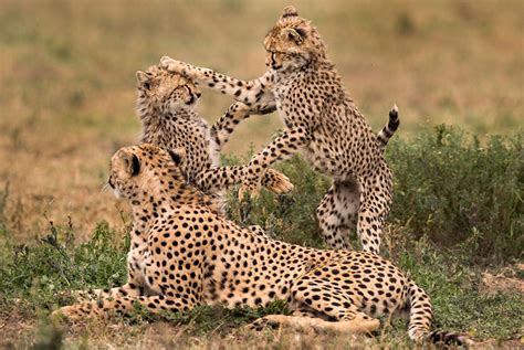 Ruaha National Park – Holaa Safari Kenya