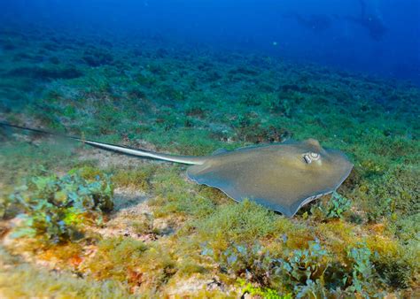 Diving, Fernando de Noronha, Brazil - Travelling Contessa