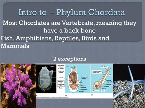 Phylum Chordata Characteristics Chart