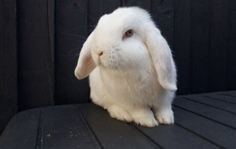 Albino rabbit | in Kidlington, Oxfordshire | Gumtree