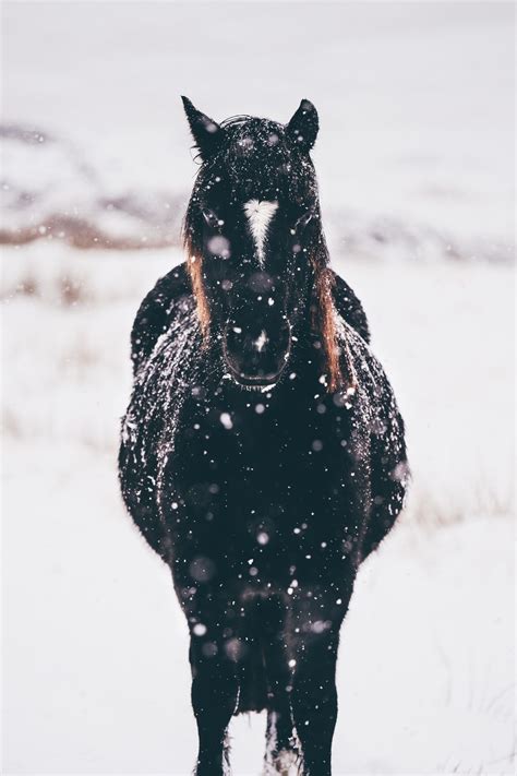 Winter Horse Wallpapers - Top Free Winter Horse Backgrounds - WallpaperAccess