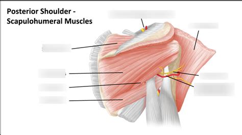 Diagram of Week 9: The posterior shoulder - Scapulohumeral muscles ...