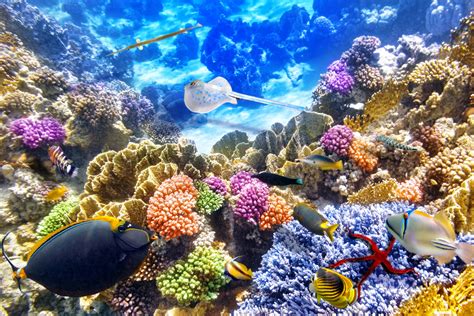 Colorful Coral Reefs Wallpaper