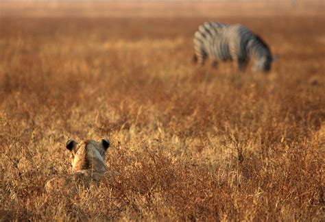 Natural World Photography: Lioness hunting zebra