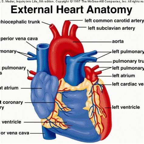 External Heart Diagram | Heart diagram, Heart anatomy, Human heart diagram