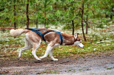 Urban Mushing: What Is It and How Do You Get Started?