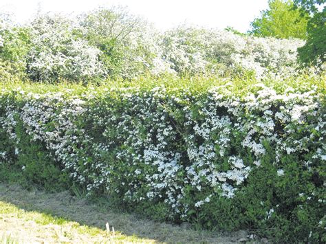 Planting hawthorn as a native British hedge – Country Gardener