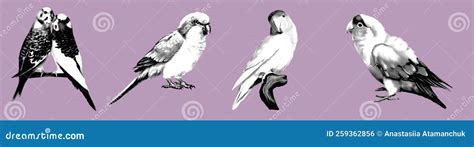 Graphic a Large Set of Parrots. Realistic Illustration of Parrot Species Stock Illustration ...