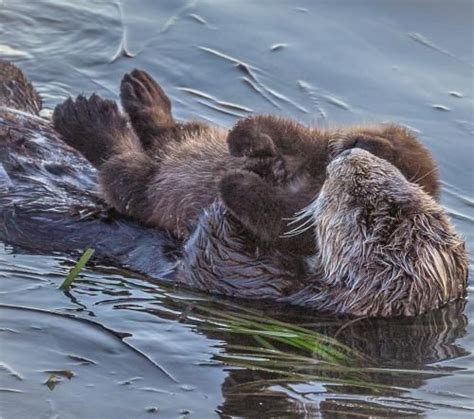 You “Otter” Visit Morro Bay NOW to Witness Newborn Sea Otter Pup Frolicking in the Bay with ...