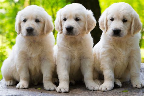 Training Golden Retriever Puppy: A Complete Beginner's Guide