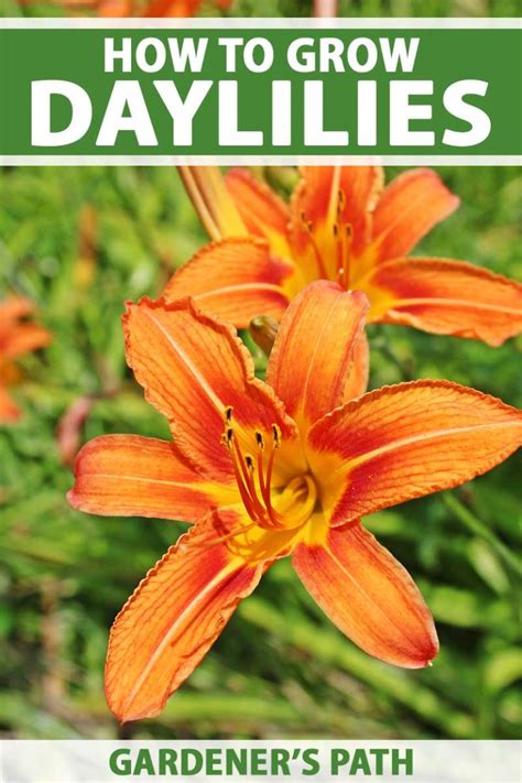 How to Plant and Grow Daylilies: The Ultimate Carefree Perennial