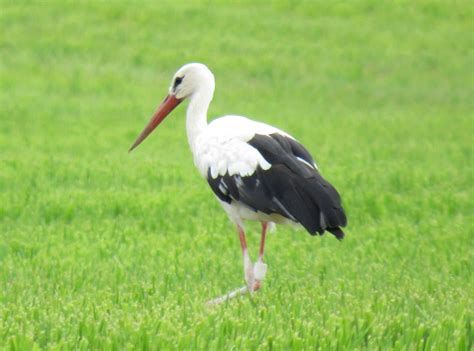 A Naturalist Abroad: White Storks in Switzerland